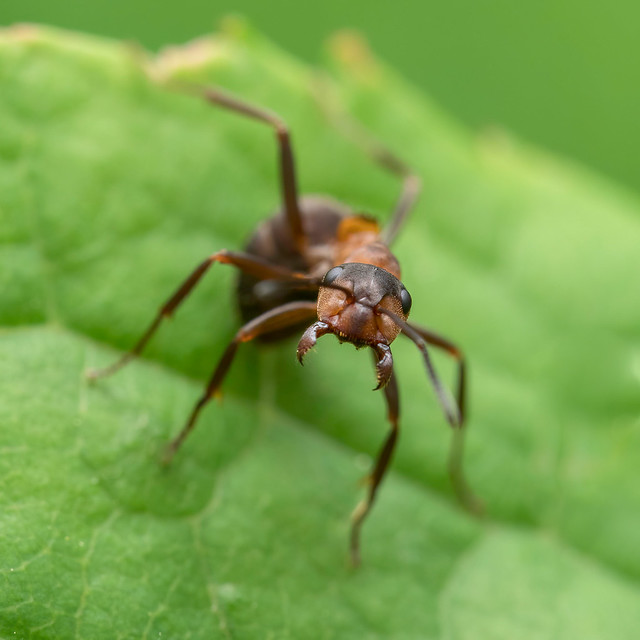 Rote Waldameise / Wood ant (Formica)