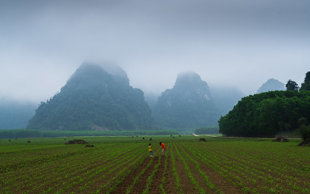 Misty morning in Tân Hóa, Quảng Bình