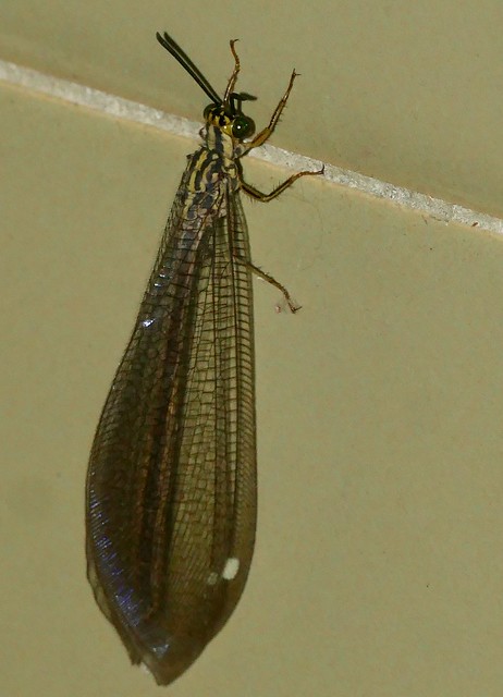 Gregarious Antlion (Hagenomyia tristis)