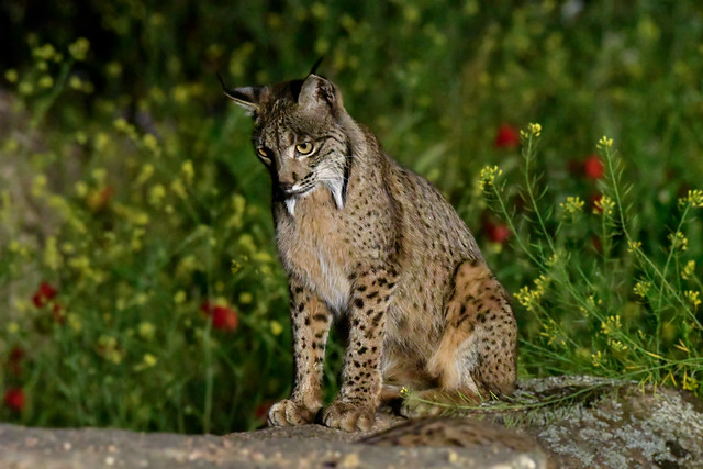 Linx Iberic- Lynx Pardinus