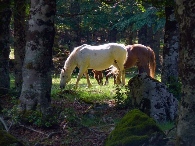 Cavalli bradi nel bosco