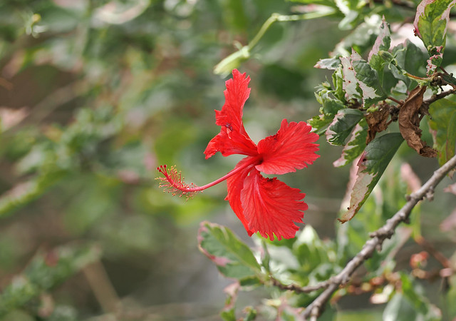 Chinese Hibiscus (Jamaica)