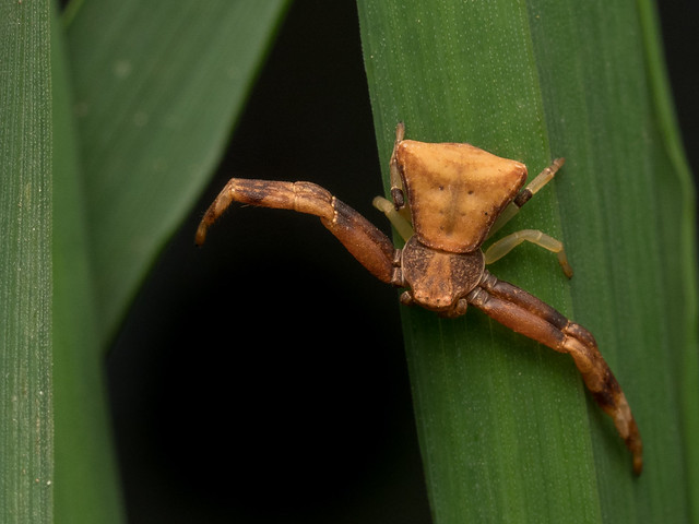 Stutzkrabbenspinne / Truncated Crab Spider (Pistius truncatus)