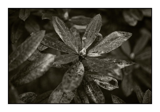 Plant Leaves. Rhododendron 20240406 © Paul Thacker 2024