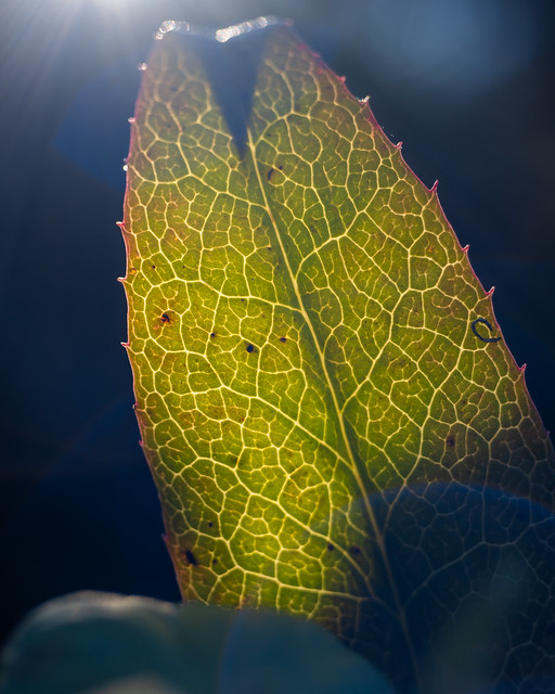 Back-lit leaf