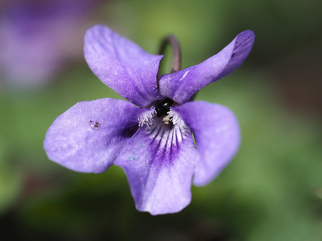 tiny flower tiny beetle