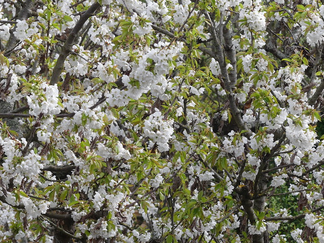 Cerisier en fleurs, blooming cherry-tree