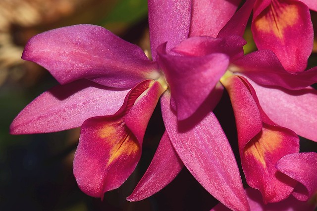 Guarianthe × laelioides