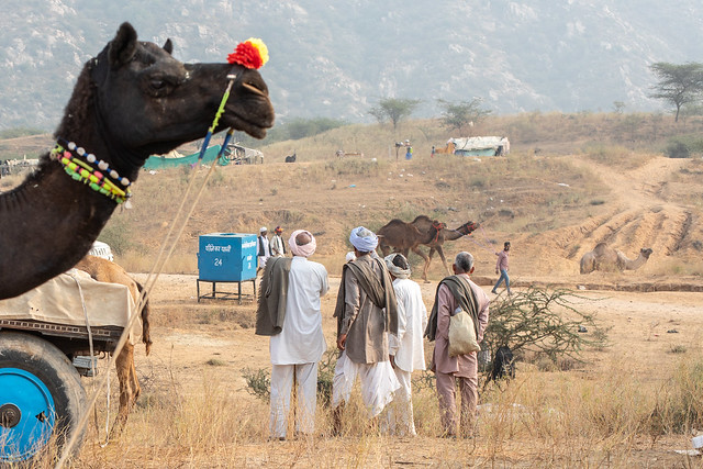 Camel Herders, Pushkar