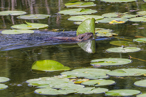 Muskrat among the lily pads 