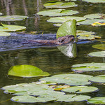 Muskrat among the lily pads 
