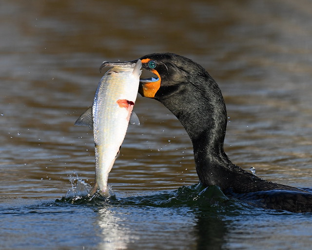 Cormorant with a Large Fish