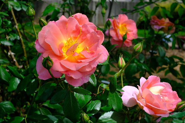Garden Roses 02 04.07.24