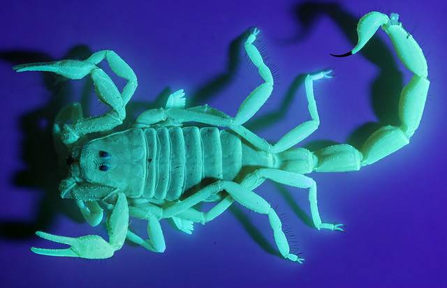 Liobuthus kessleri dorsal shot in UV