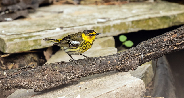 015A3411 Cape May Warbler (male)