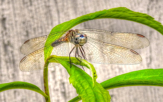 Dragonfly with a smile...