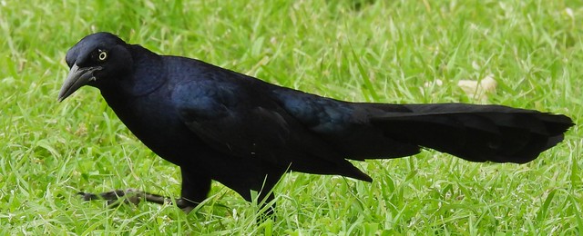 Great-Tailed Grackle Panorama