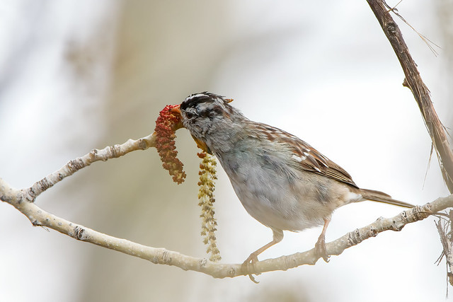 White-crowned Sparrow  (April 07, 2024 )115174-Edit.jpg