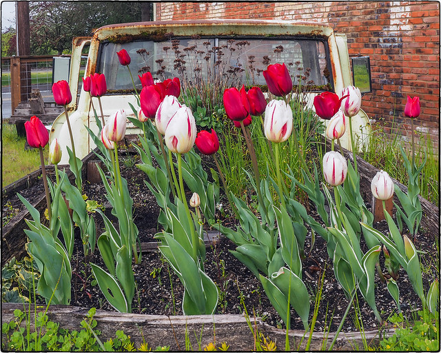 Truck Bed Tulips