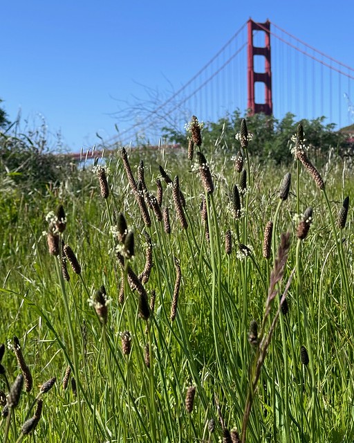 Golden Gate Bridge beyond the wildflowers