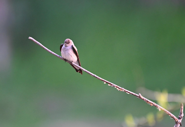 Northern Rough-winged Swallow at Don Castro Regional Recreation Area