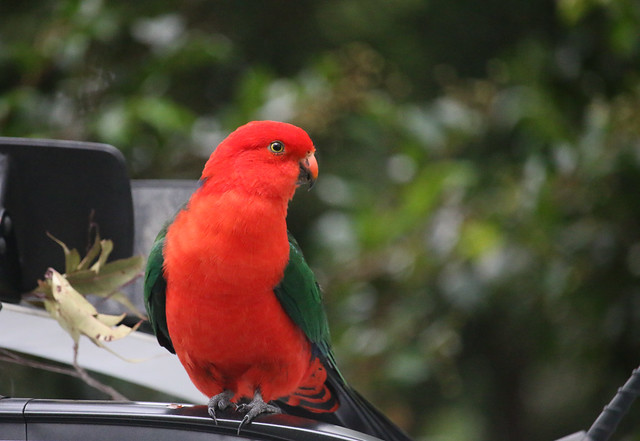 Male King Parrot on car roof rack at Greenpatch