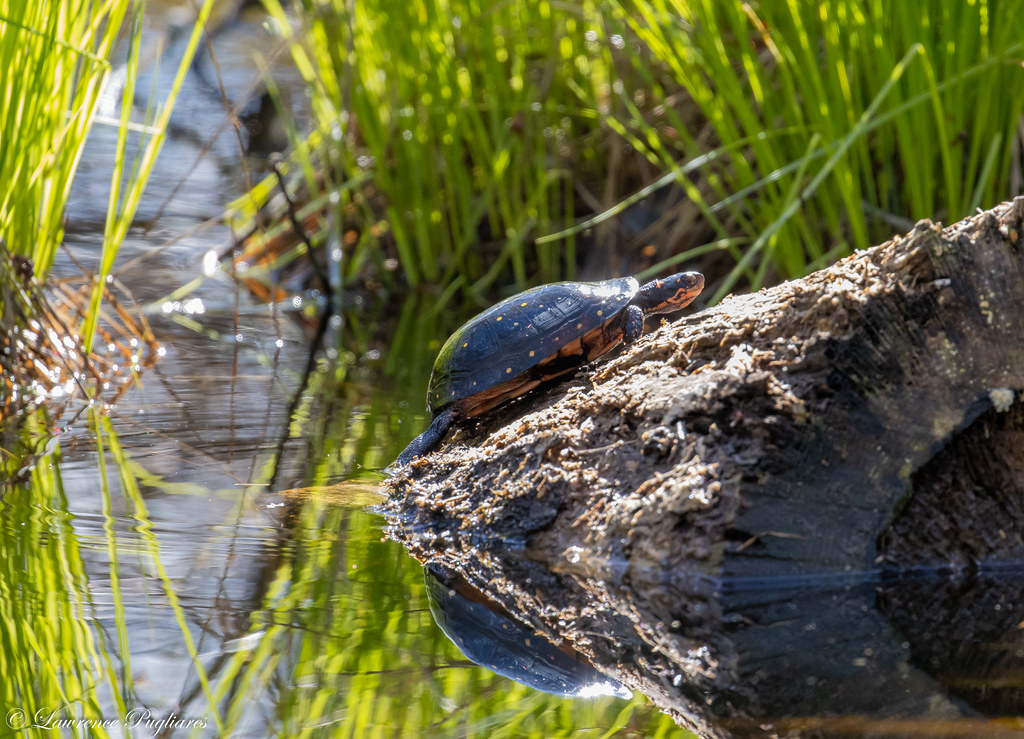 Backlit spotted turtle in vernal pond - New Jersey