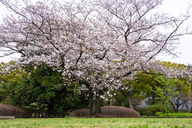 Tree of Sakura