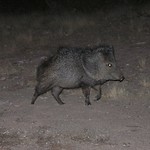 Javelinas (Tayassu tajacu - Collared Peccary) at night; San Pedro River Valley, SE of San Manuel, AZ Javelinas (Tayassu tajacu - Collared Peccary); San Pedro River Valley, SE of San Manuel, AZ. It&#039;s not a very good photo, but it&#039;s always interesting to see these. I have the idea that Javelinas are functionally blind, they don&#039;t even react to a flashlight
 at night and seem unaware that you&#039;re there until they smell or hear you.