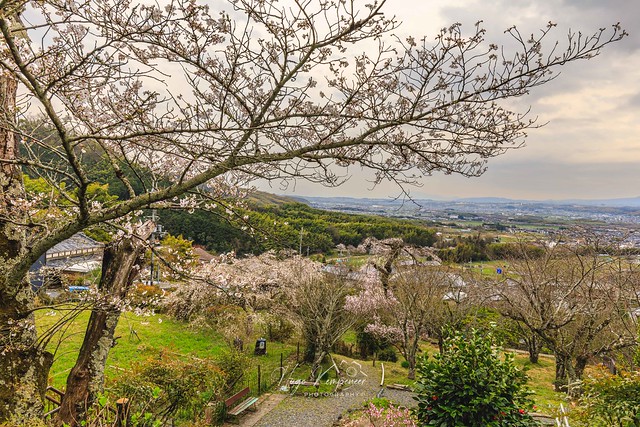 Cherry Blossoms at Jizo Zen-in Temple, Tsuzuki District, Kyoto Prefecture.