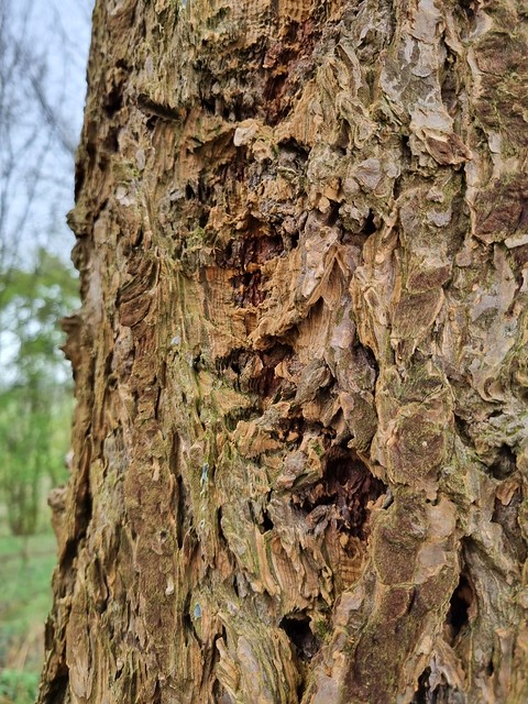 Douglas fir trunk