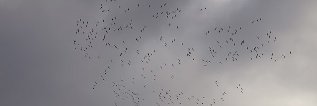 Vogelzug / Bird Migration