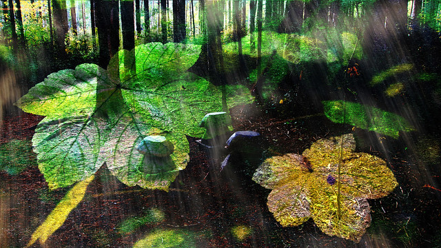 Mushroom Lo Fi Forest
