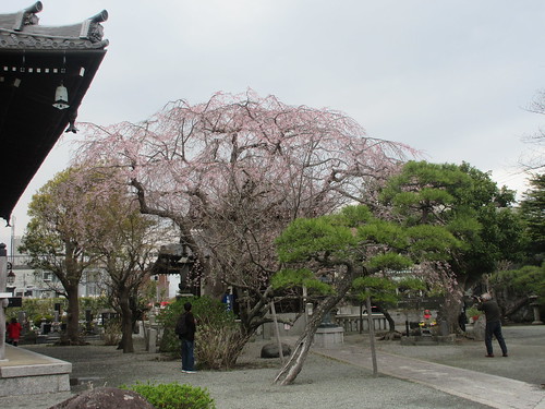 03-1） 本堂に向かって、右方。　＿ 24.04.01 鎌倉「本覚寺」 高木の枝垂れ桜の開花が見頃の頃」