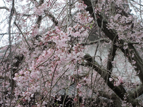04-3）　＿ 24.04.01 鎌倉「本覚寺」 高木の枝垂れ桜の開花が見頃の頃」