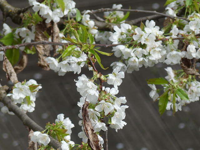 Cerisier en fleurs, blooming cherry-tree