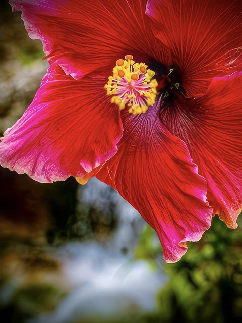 Okinawa: Hibiscus and waterfall. (Nikon Z5; Tamron 35-150/2-2.8)