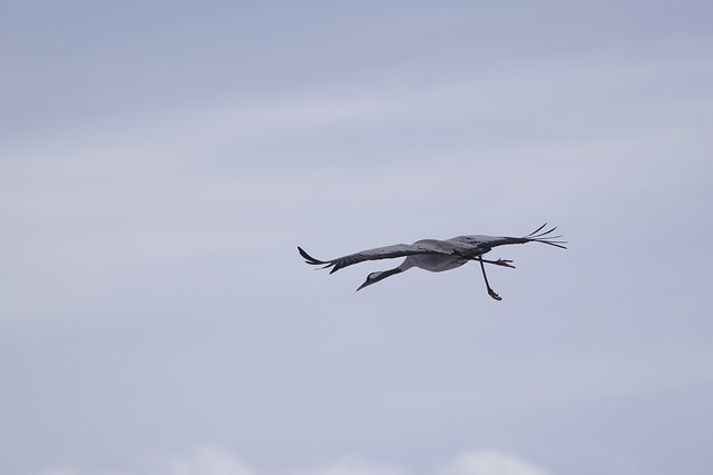 Cranes at Hornborgasjön