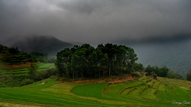 Rice paddies. Arrozales. Vietnam.