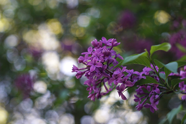 Garden Lilac bokeh