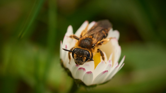 Mining bee in a daisy _1180730