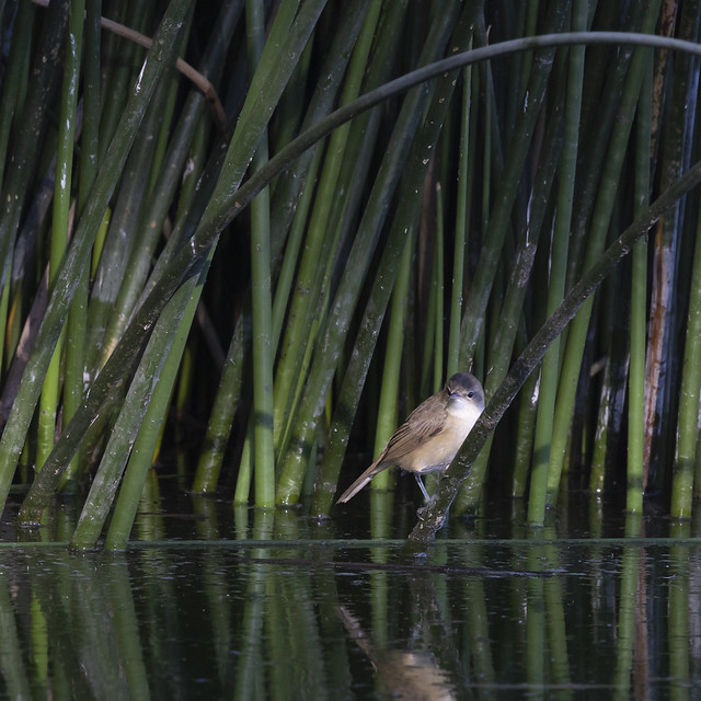 Acrocephalidae - Australian Reed Warbler