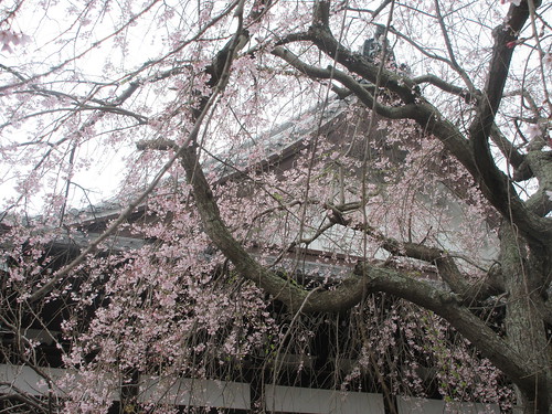 04-2）　＿ 24.04.01 鎌倉「本覚寺」 高木の枝垂れ桜の開花が見頃の頃」
