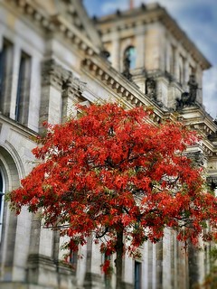 Herbstbaum vor dem Reichstag Berlin