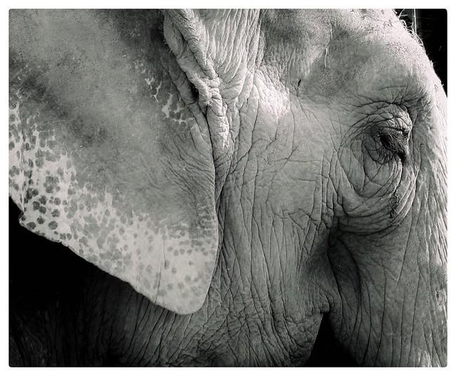 We admire elephants in part because they demonstrate what we consider the finest human traits: empathy, self-awareness, and social intelligence. But the way we treat them puts on display the very worst of human behavior.” ― Graydon Carter