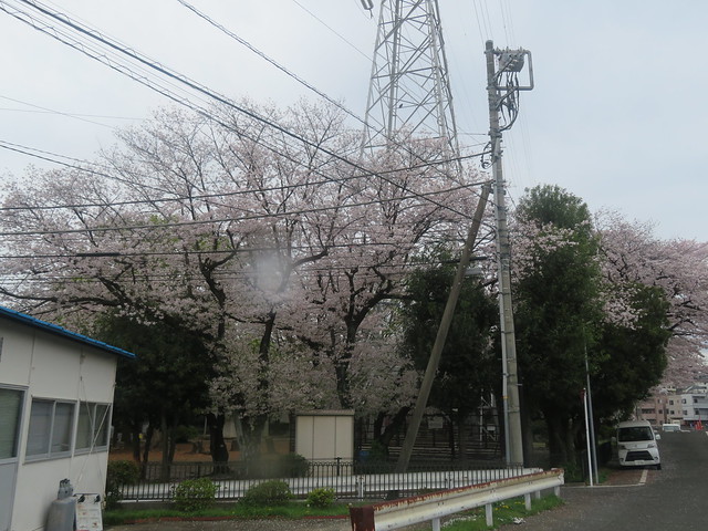 井田公園の桜 2024.4.8