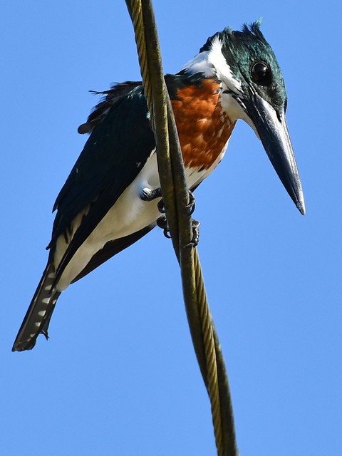 Amazon Kingfisher (Chloroceryle amazona) Male