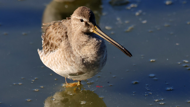 Long-billed Dowitcher - 022-9M2A3869-UHD