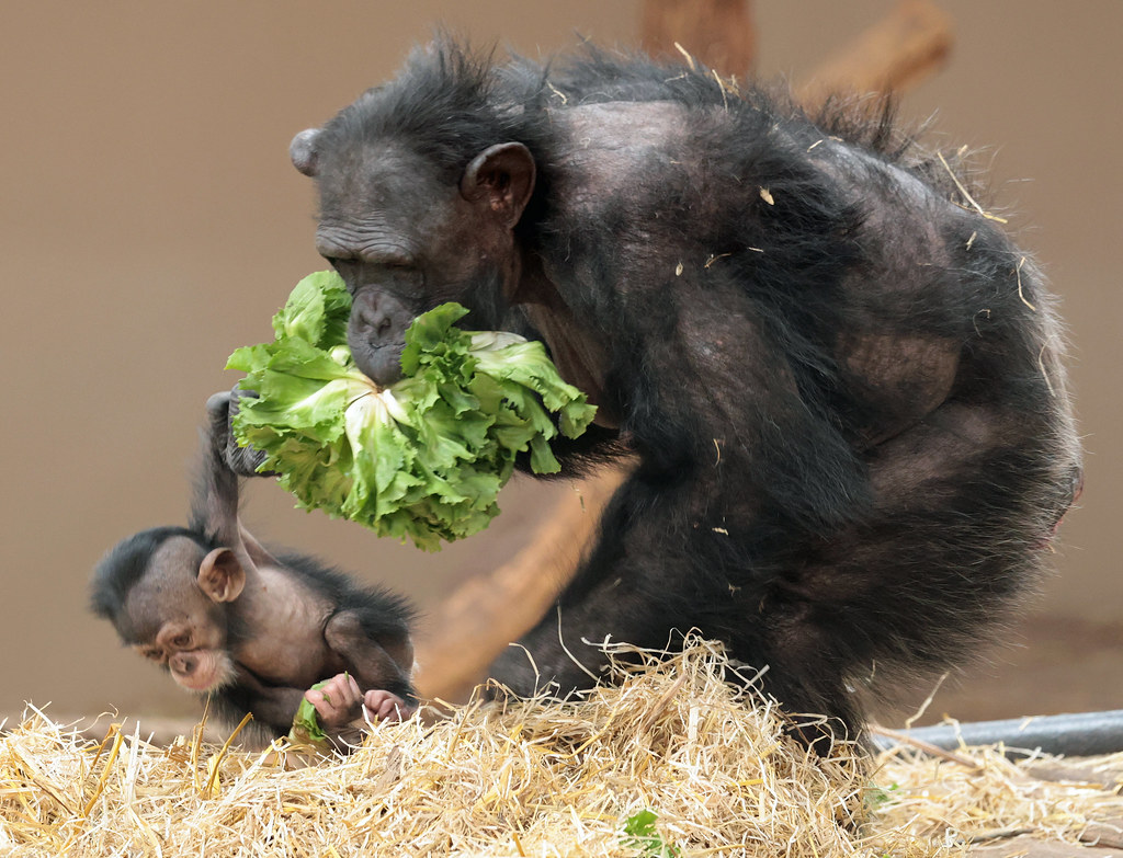Chimpanzee Tushi Burgerszoo ED8A3381