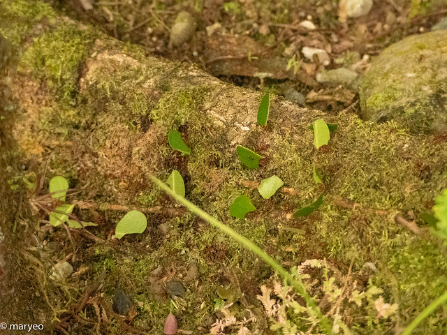 Leaf cutter ants on the move